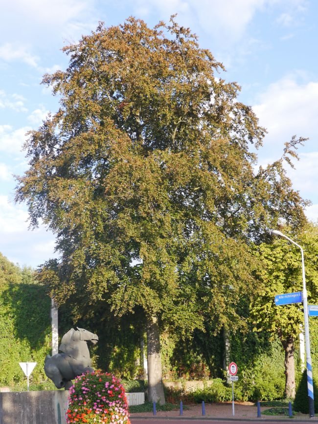 Beuk Maurickplein