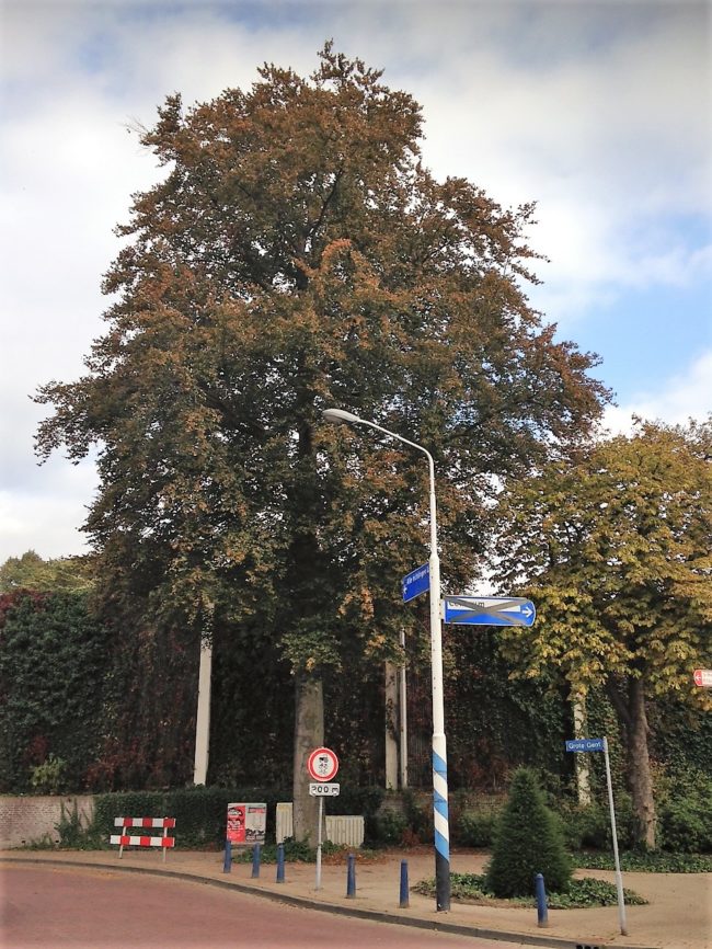 181004 Beuk Maurickplein