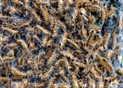 200307 Eikenprocessierups