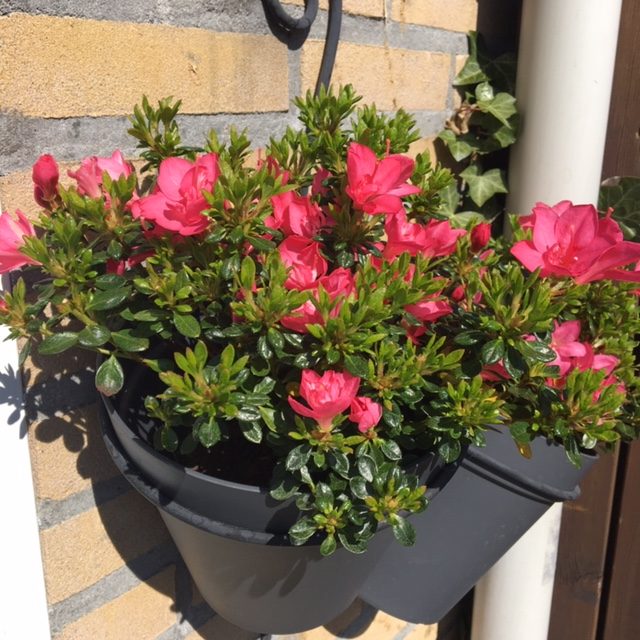 200410 Tuin in coronatijd