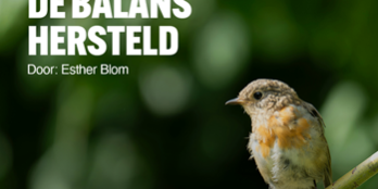 250306 De Balans hersteld