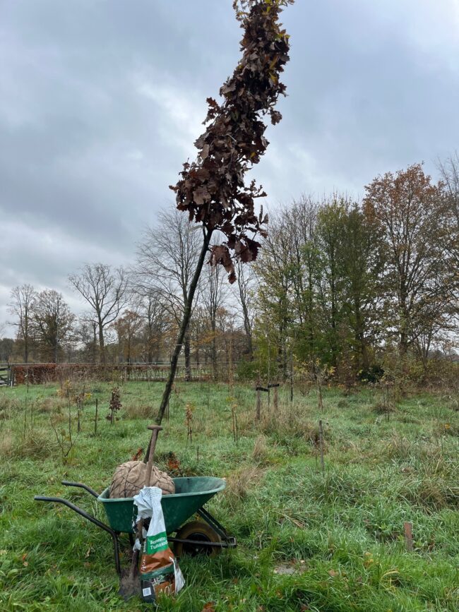 251127 Bomenonderhoud